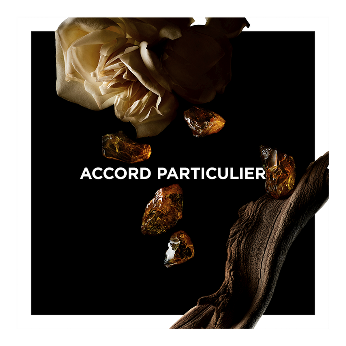 Accord Particulier - La collection particulière – eau de